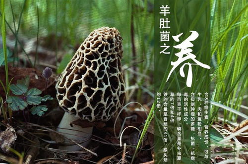 云南春信農業 食用菌種植形勢良好，研發驅動未來可期