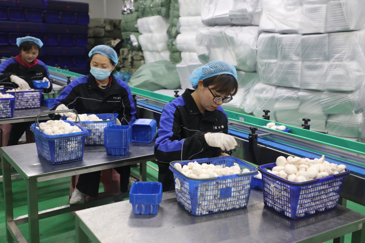 安徽向新︱宿州靈璧:小菇撐‘傘’記 食用菌研發