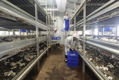 段登云深入調研食用菌全產業鏈及研發項目建設進展